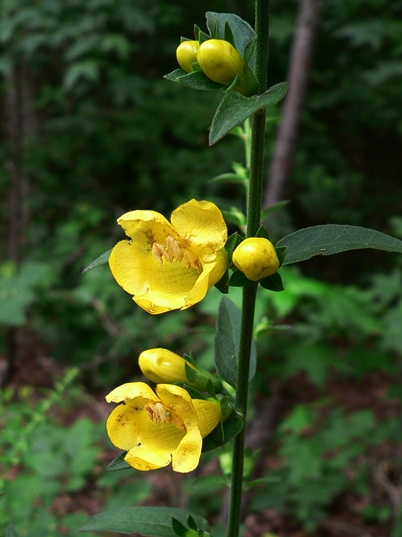 {Aureolaria virginica}